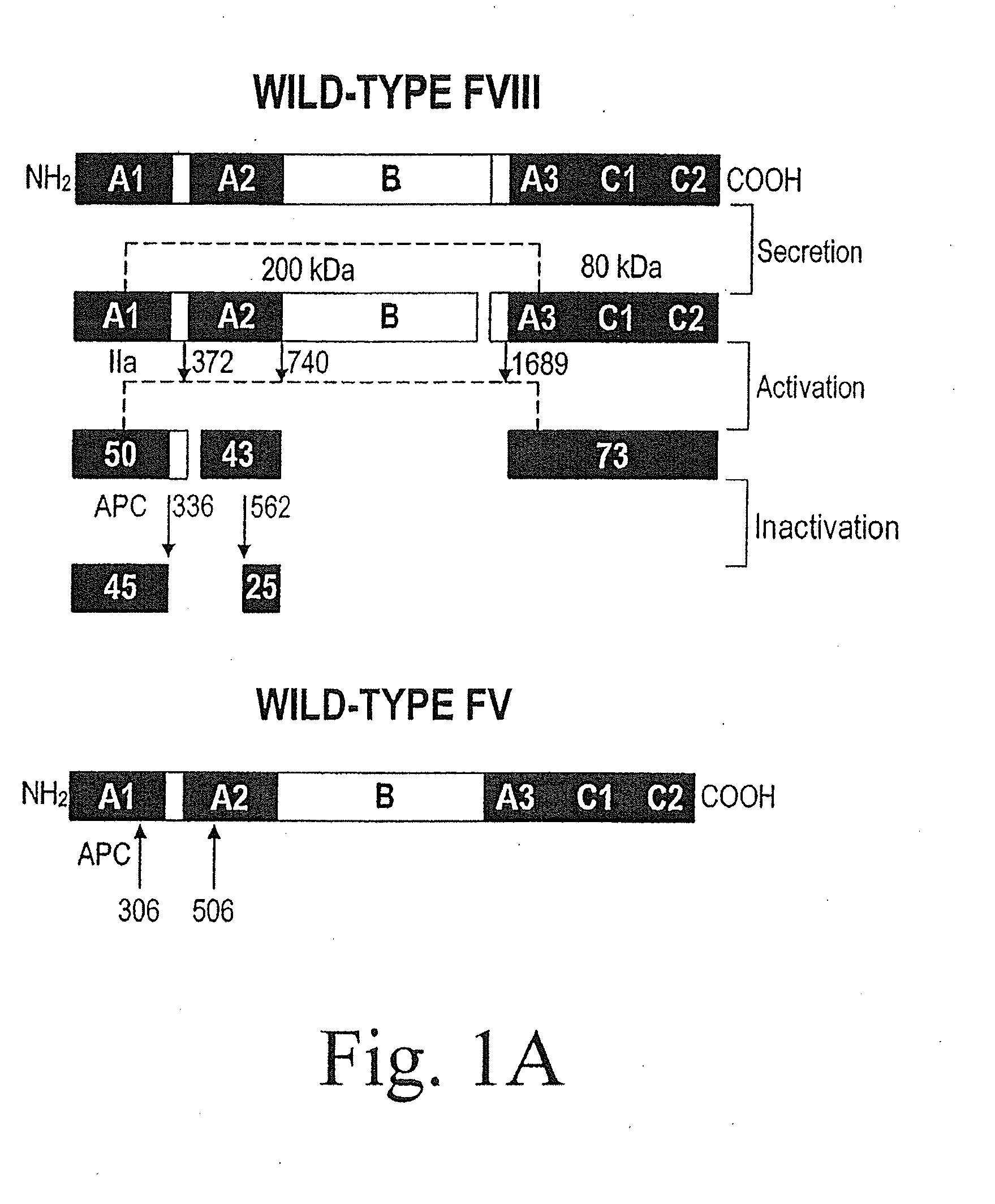 Method of producing factor viii proteins by recombinant methods