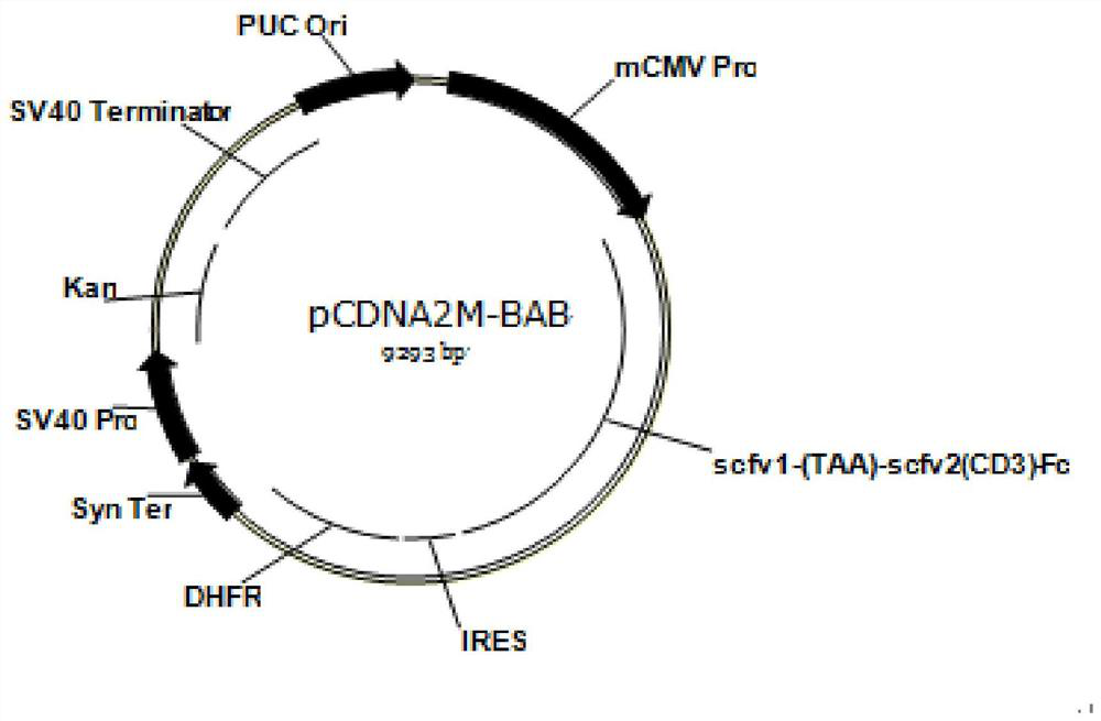 Homodimeric bispecific antibodies against her2 and cd3 and uses thereof