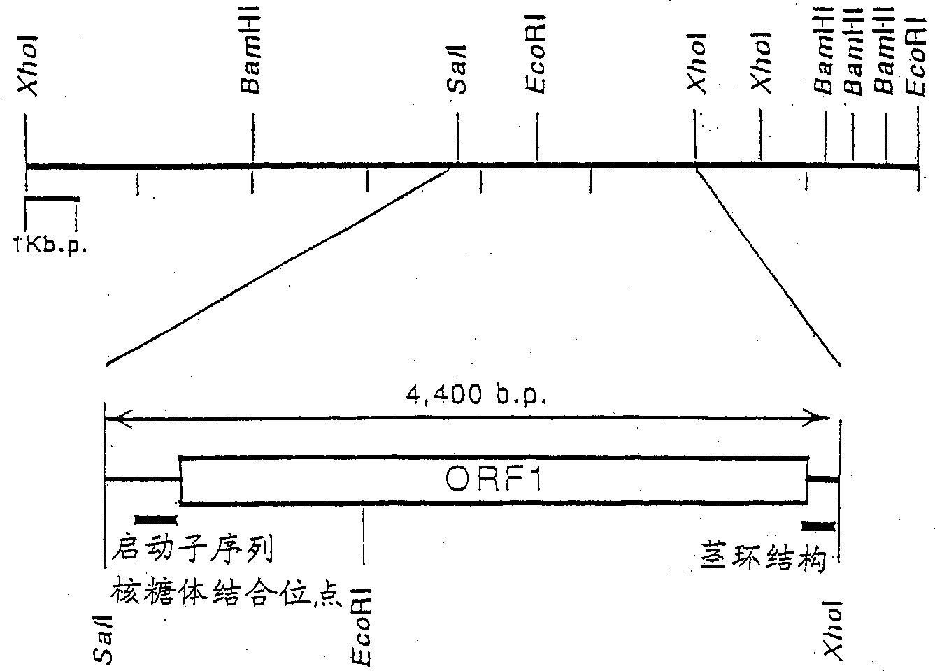 Method for stick bacteria capable of producing L-glutaminic acid and producing 1-glutaminc acid