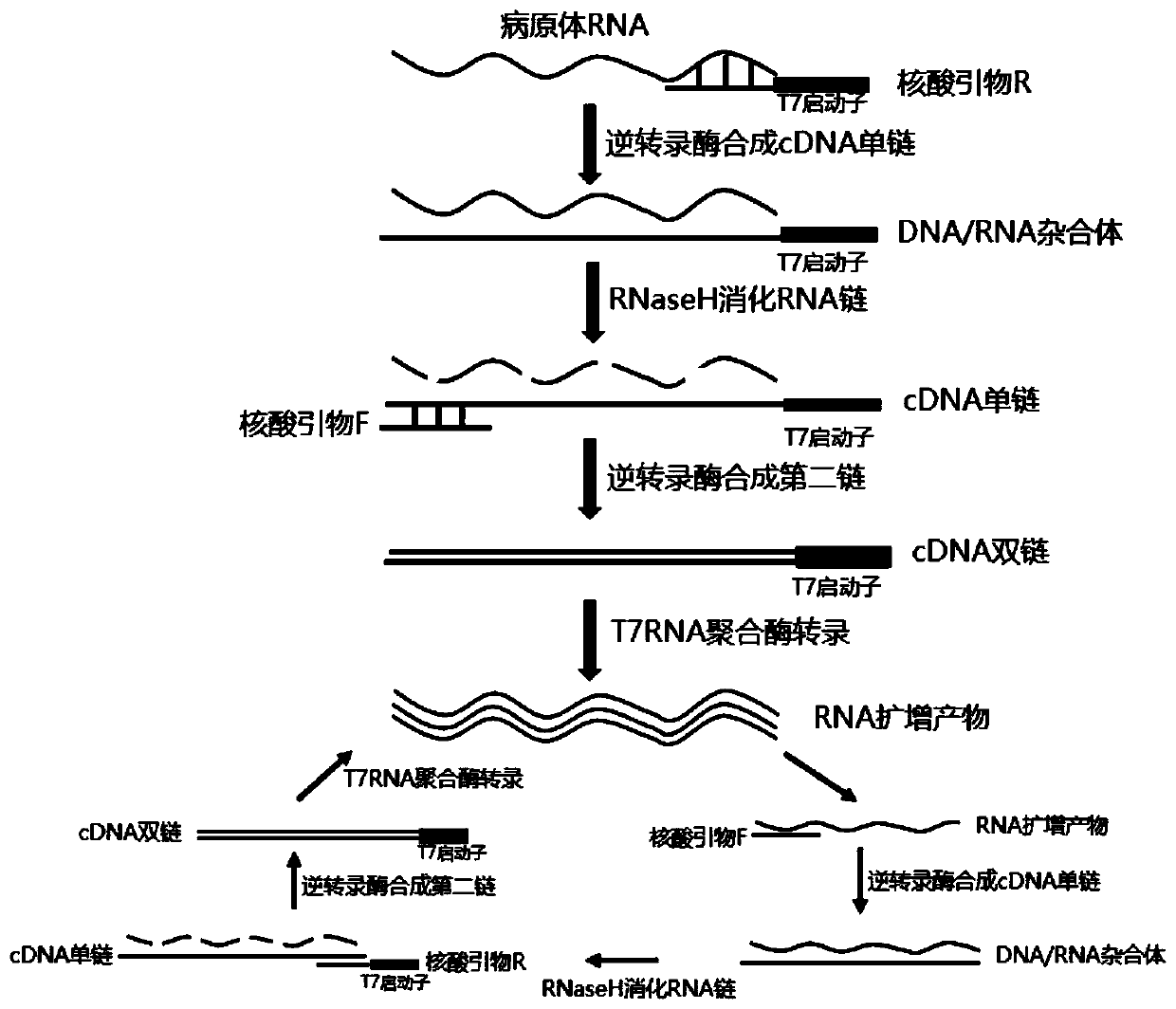 Kit for detecting novel coronaviruses (2019-nCoV) based on double amplification technology and application of kit