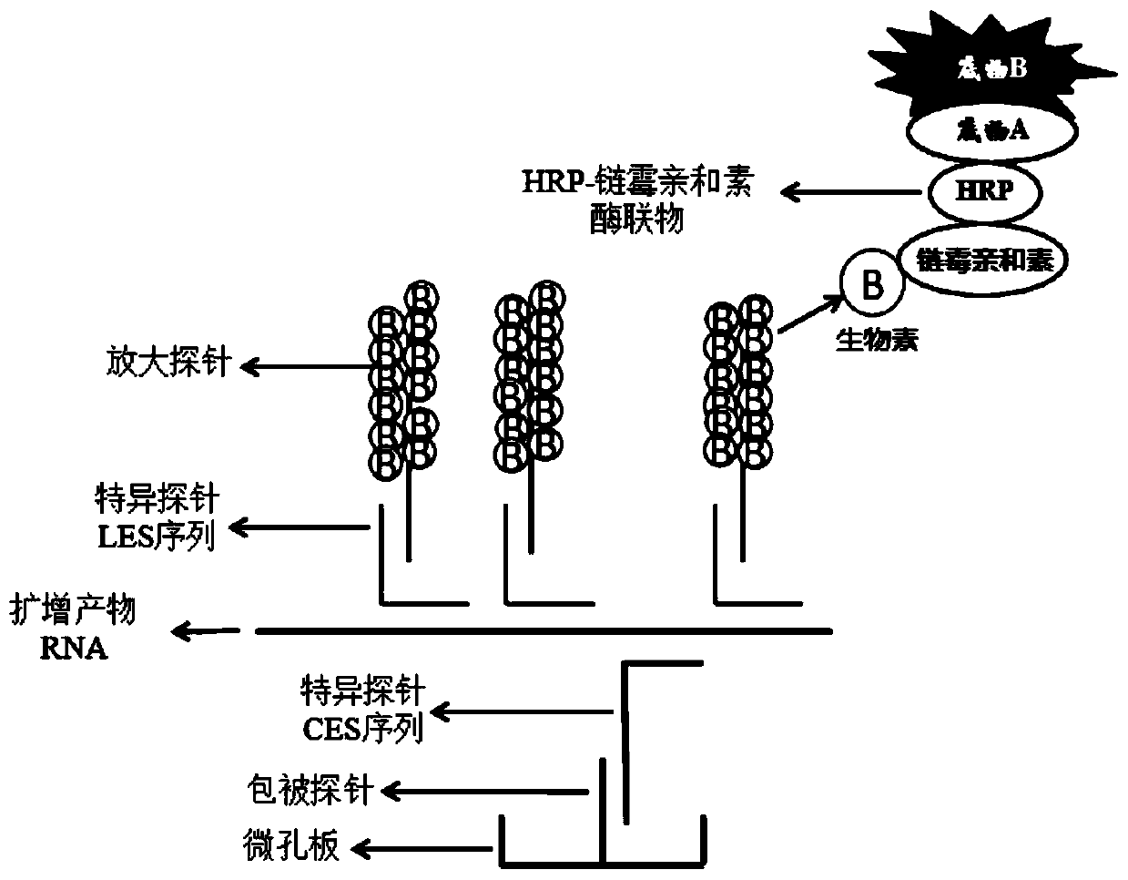 Kit for detecting novel coronaviruses (2019-nCoV) based on double amplification technology and application of kit