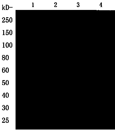 Tilapia streptococcus agalactiae IgM antibody capture ELISA detection kit