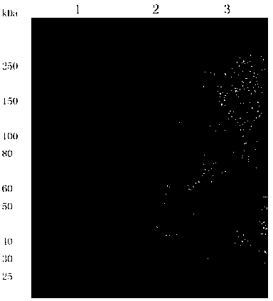 Tilapia streptococcus agalactiae IgM antibody capture ELISA detection kit