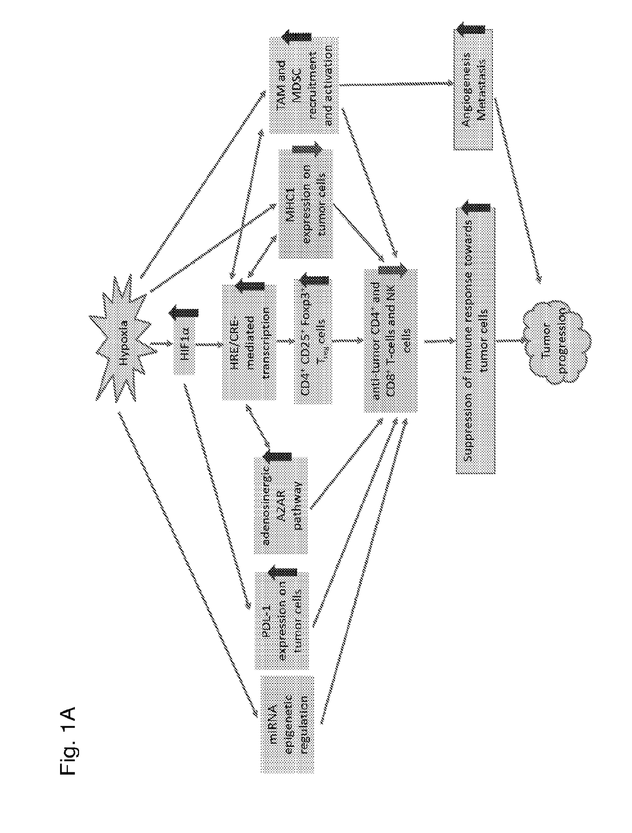 Modulation of tumor immunity by protein-mediated 02 delivery