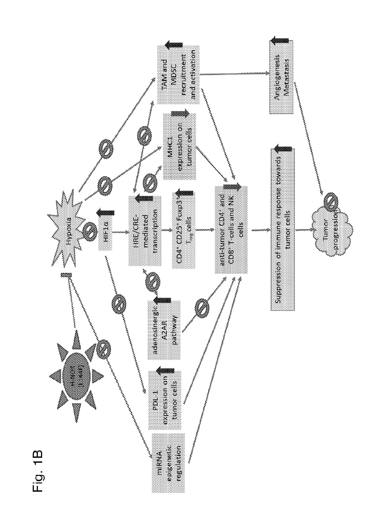 Modulation of tumor immunity by protein-mediated 02 delivery