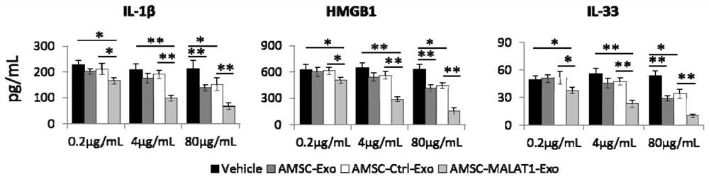 Application of amsc-malat1-exo in the preparation of medicines for treating liver diseases and its preparation method