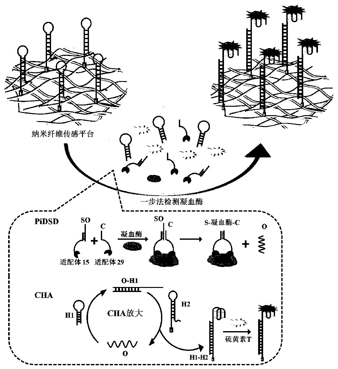 One-step fluorescence detection system and thrombin detection method