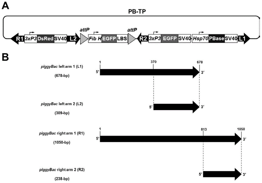 Compound type piggyBac recombinant vector as well as preparation method and application of compound type piggyBac recombinant vector