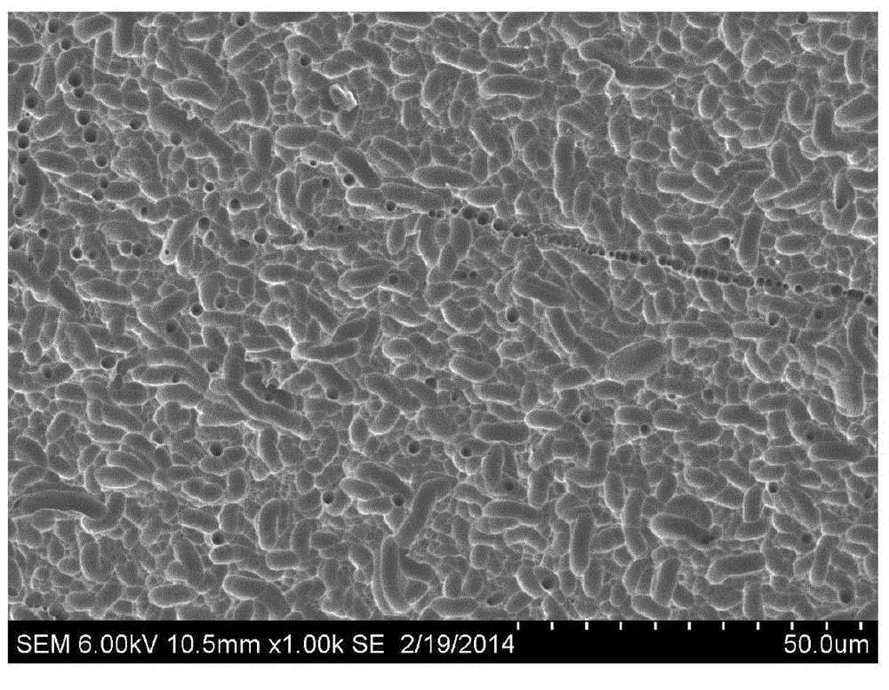 Texturing preprocessing method of diamond wire cut polycrystalline silicon chip, textured preprocessed silicon chip and application thereof