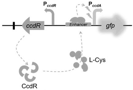 A kind of l-cysteine ​​biosensor and its application