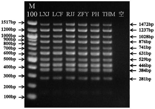 Primer group, kit and method for detecting vitamin D metabolic gene mutation