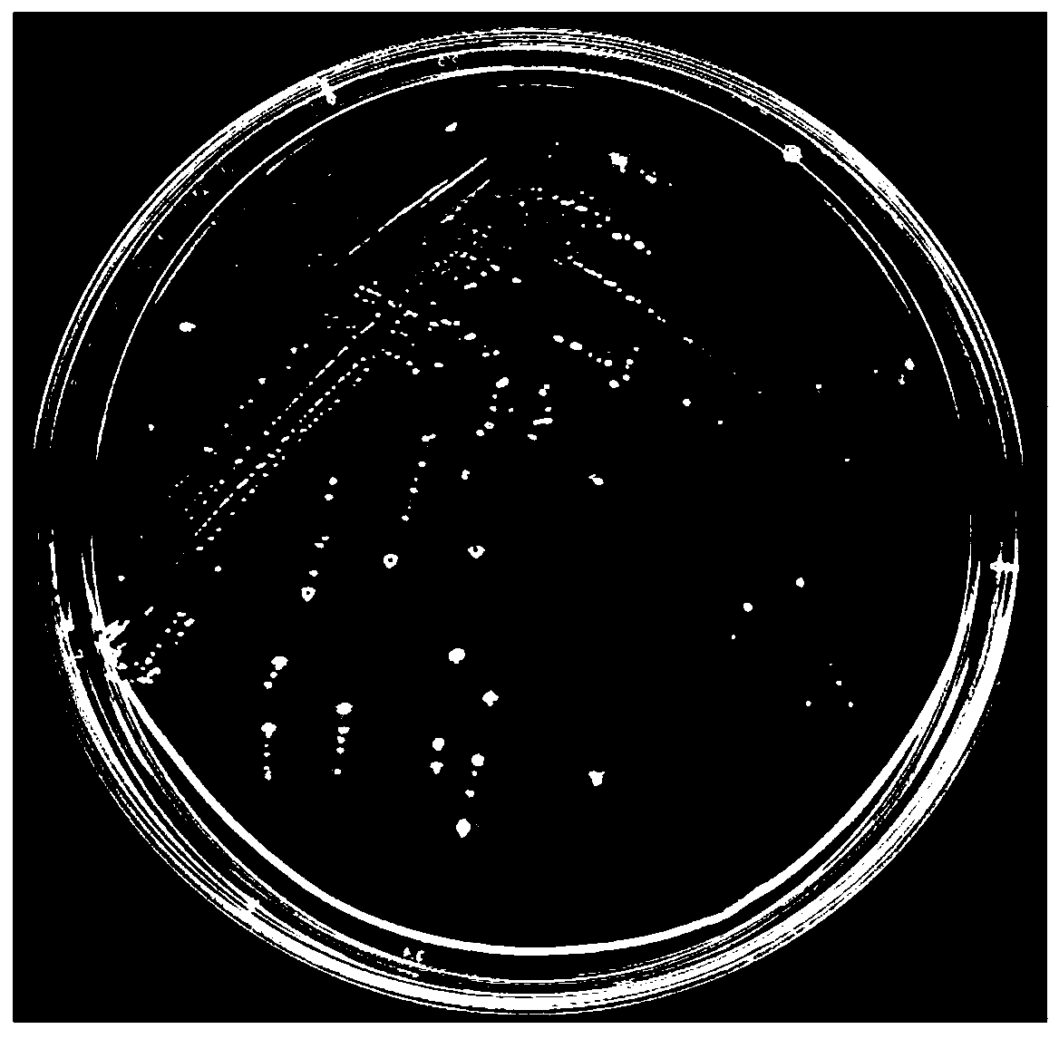 Degradation strain of pyrethroid insecticide and application thereof