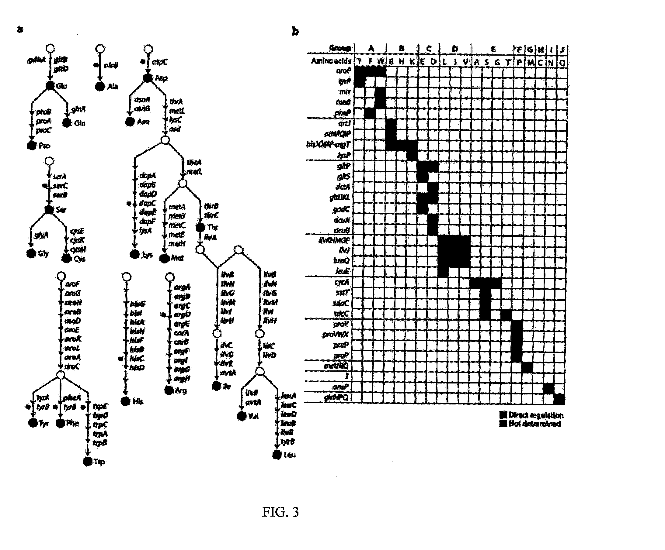 Bacterial Metastructure and Methods of Use