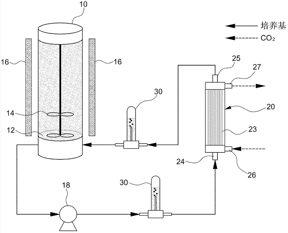 Photobioreactor for culturing microalgae using hollow fiber membrane