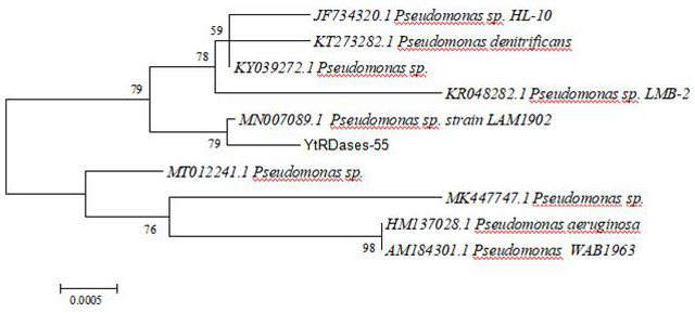 A bacterial strain producing reductive dehalogenase and its application