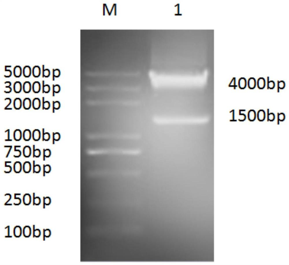 A kind of I group 4 type poultry adenovirus dna vaccine and its preparation method and application