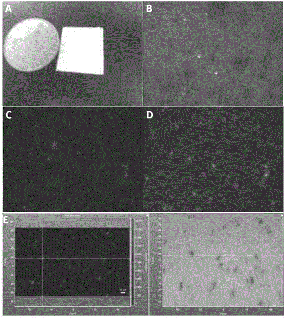 Magnetic fluorescent Raman double-encoding composite microspheres and preparation method and application thereof