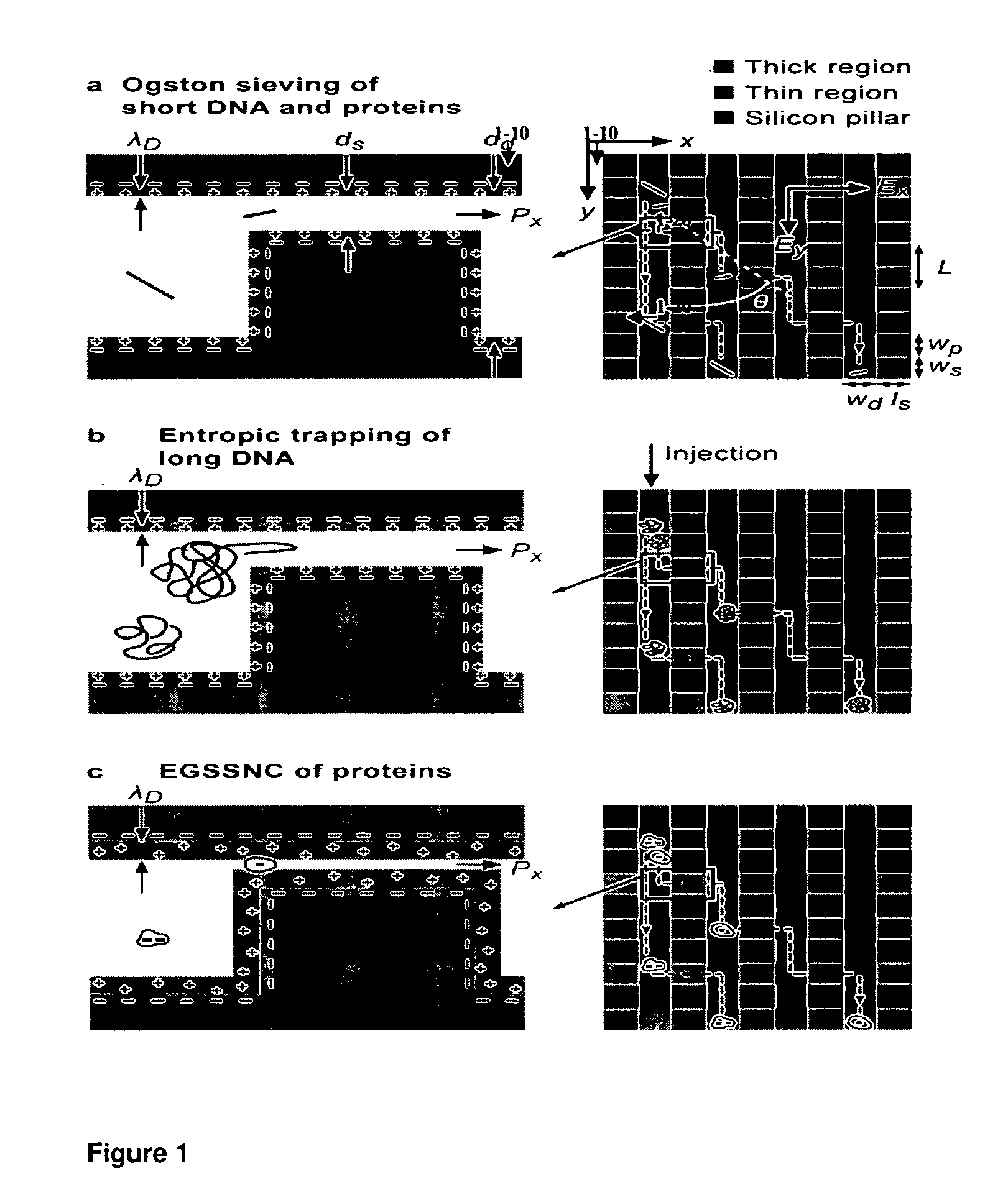 Continuous biomolecule separation in a nanofilter