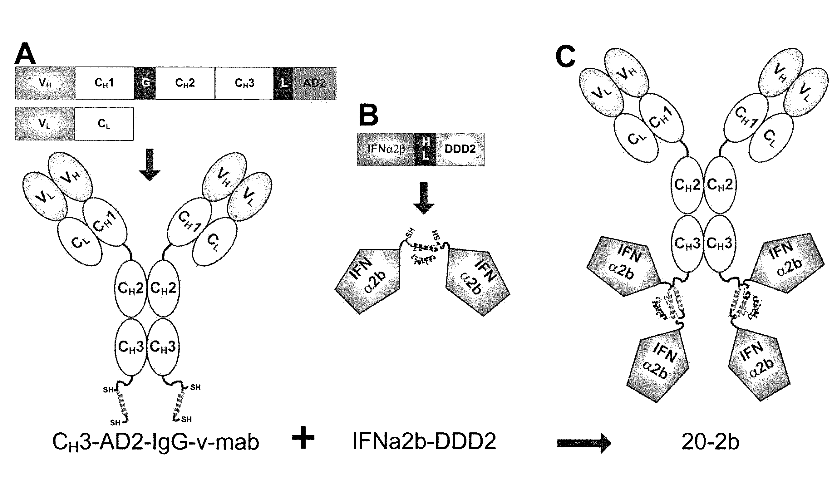 Tetrameric Cytokines with Improved Biological Activity