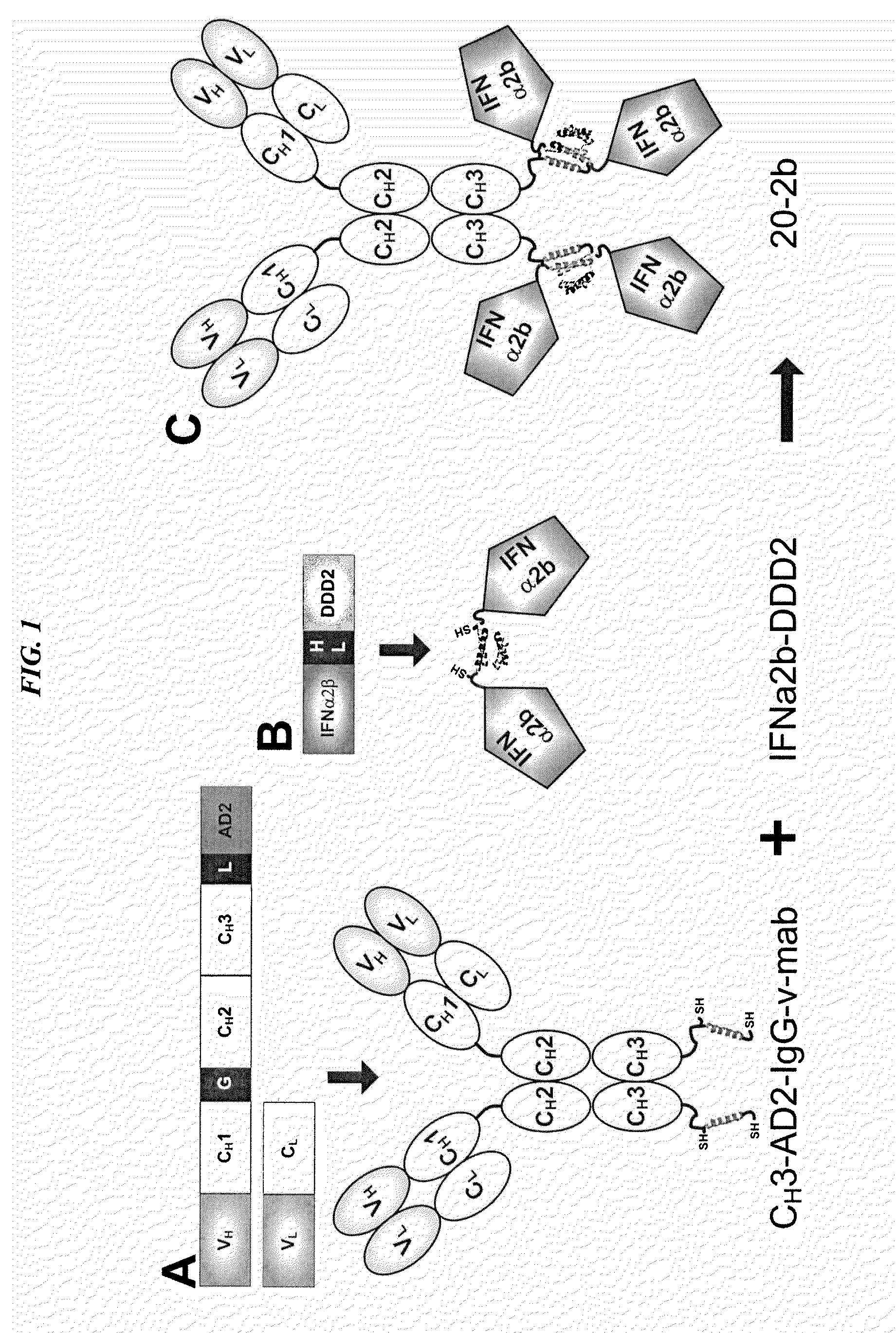 Tetrameric Cytokines with Improved Biological Activity