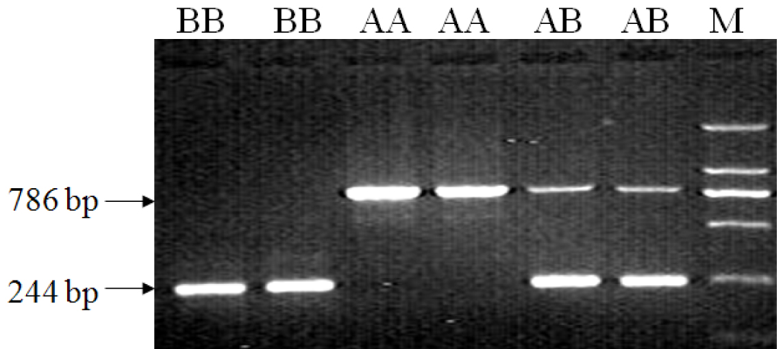 Method for detecting gene mutation