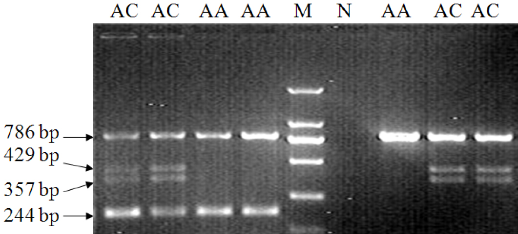 Method for detecting gene mutation