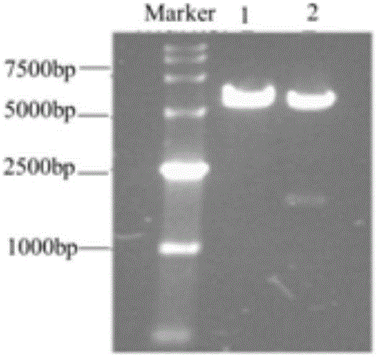 Construction and application of co-expressed uptake transporters and drug-metabolizing enzyme models