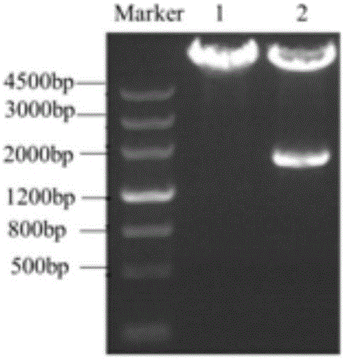 Construction and application of co-expressed uptake transporters and drug-metabolizing enzyme models