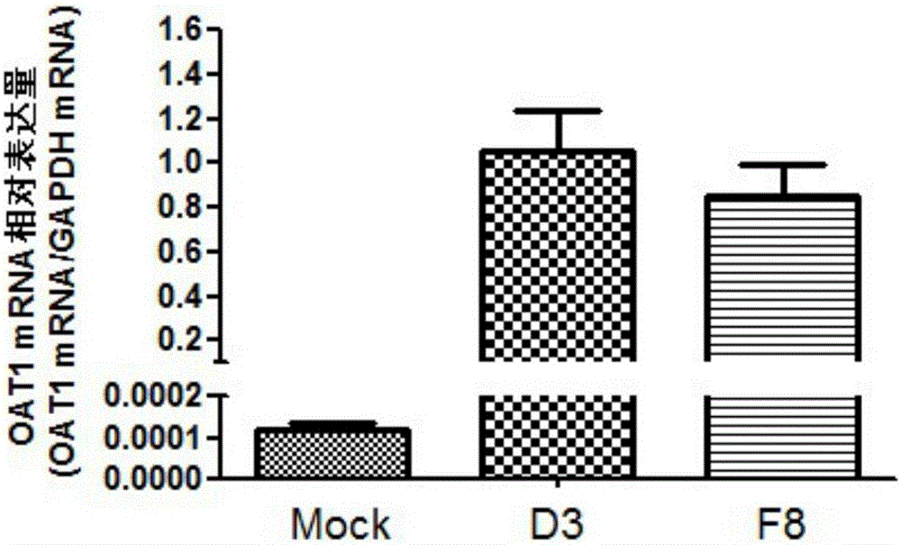 Construction and application of co-expressed uptake transporters and drug-metabolizing enzyme models