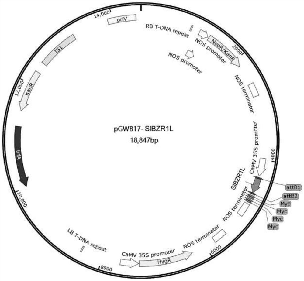 Application of tomato slbzr1l gene