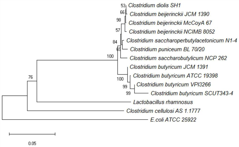 Clostridium butyricum and application of clostridium butyricum in immobilized fermentation production of 1, 3-propylene glycol