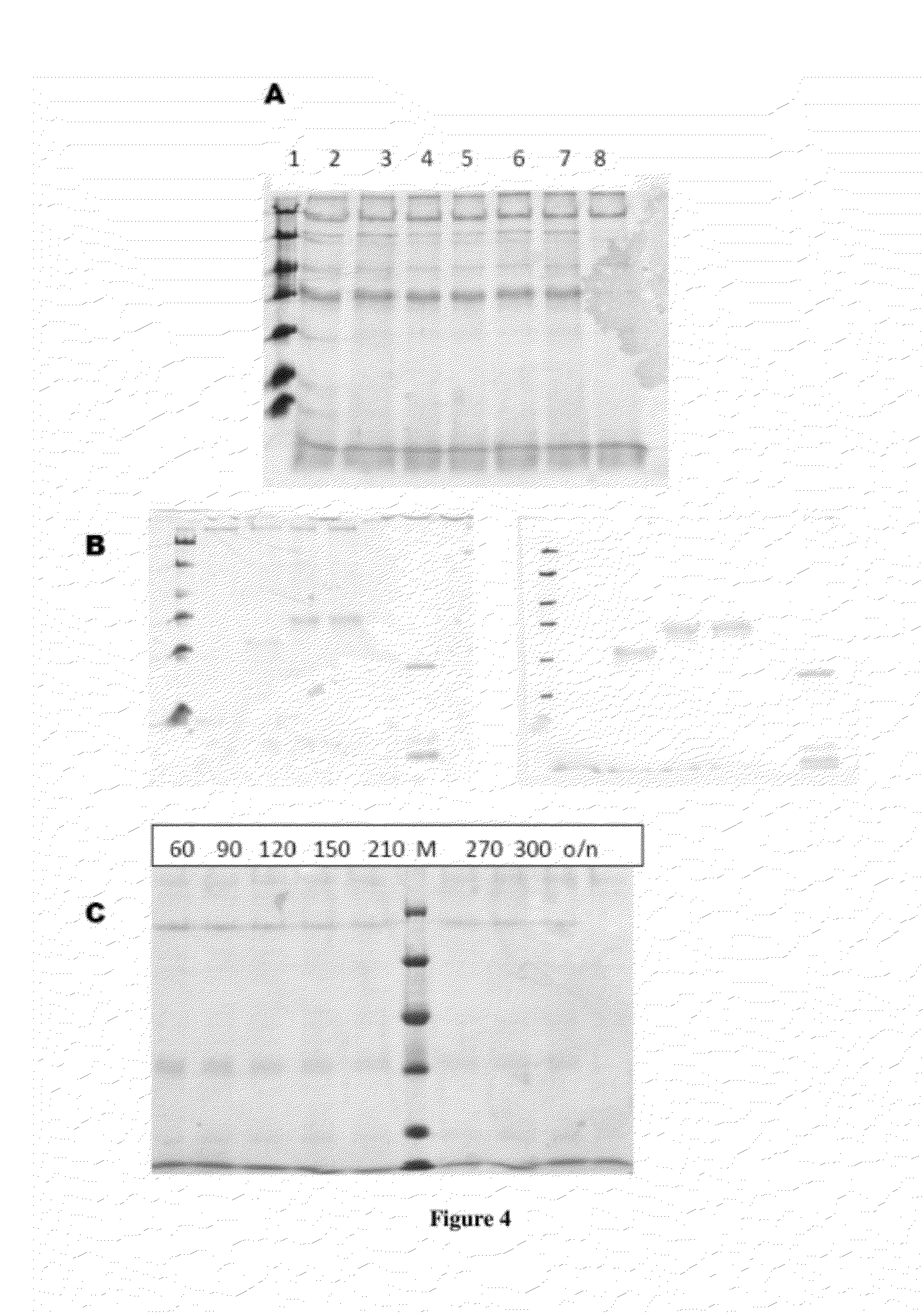 Novel fusion proteins and method of expression thereof