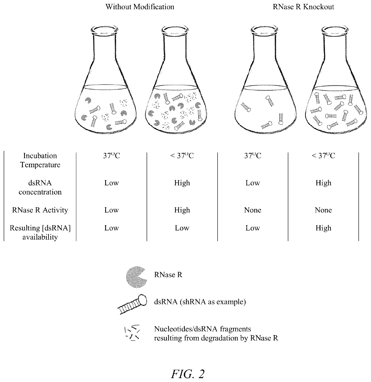 Transkingdom platform for therapeutic nucleic acid delivery