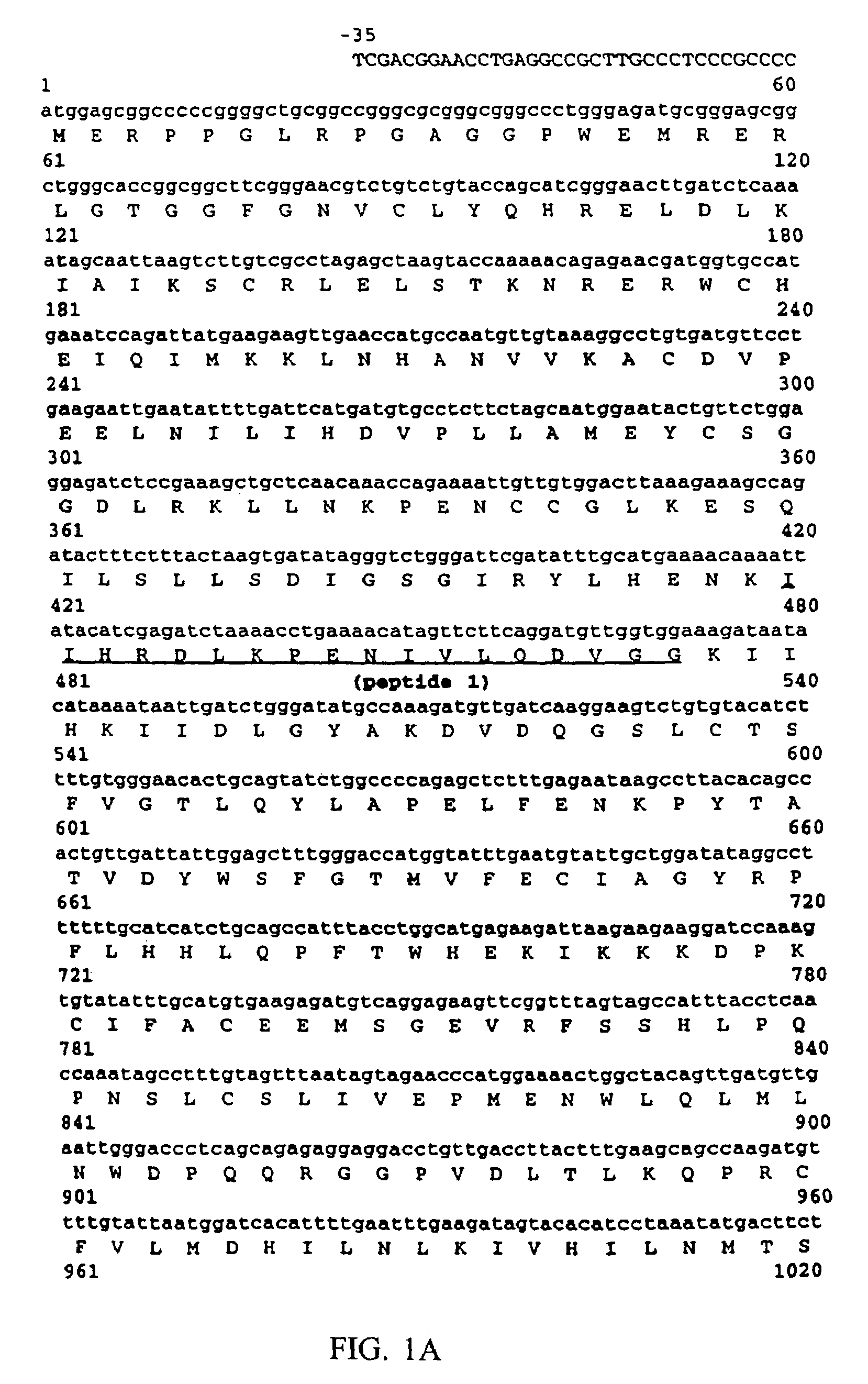 IkappaB Kinase-beta (IKKbeta) binding antibodies and methods of using same