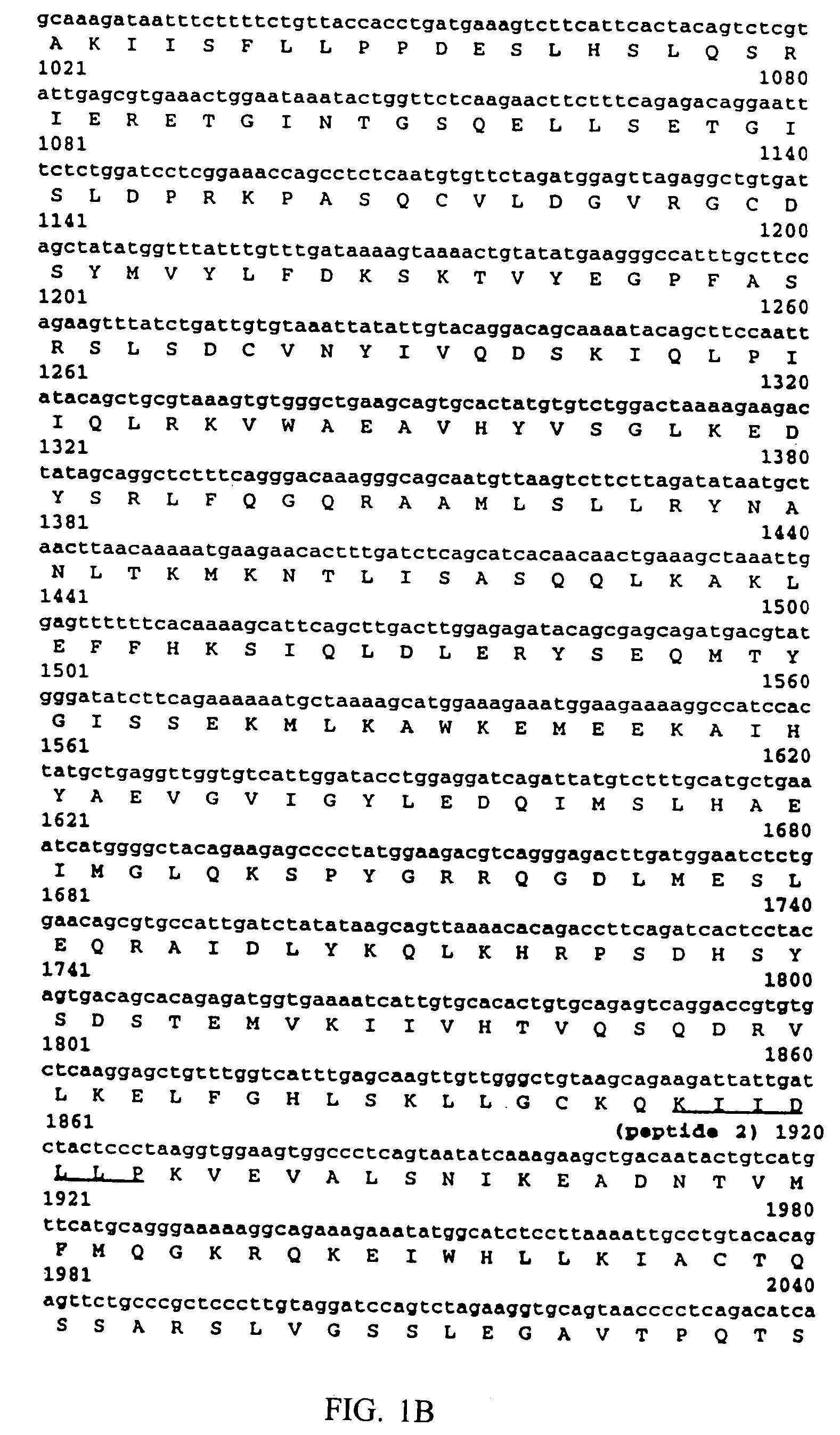 IkappaB Kinase-beta (IKKbeta) binding antibodies and methods of using same