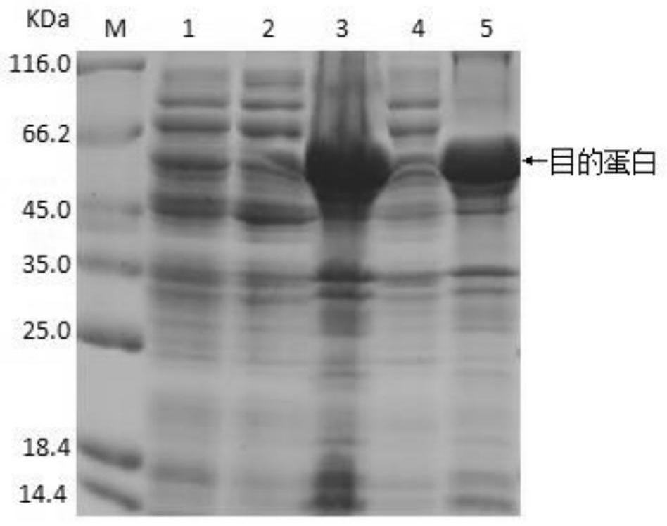 Bovine Newbutton virus recombinant VP1 gene, recombinant protein and application thereof