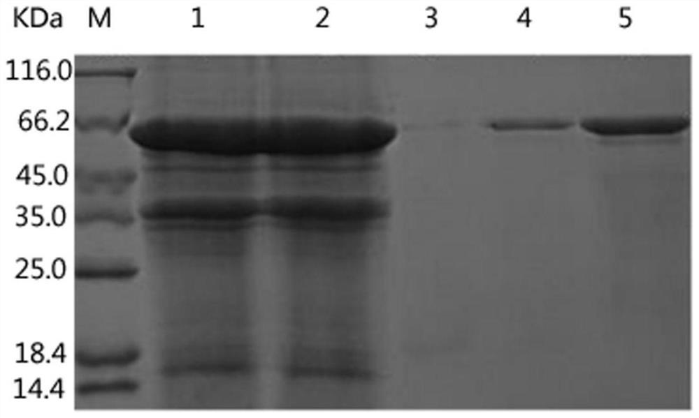 Bovine Newbutton virus recombinant VP1 gene, recombinant protein and application thereof