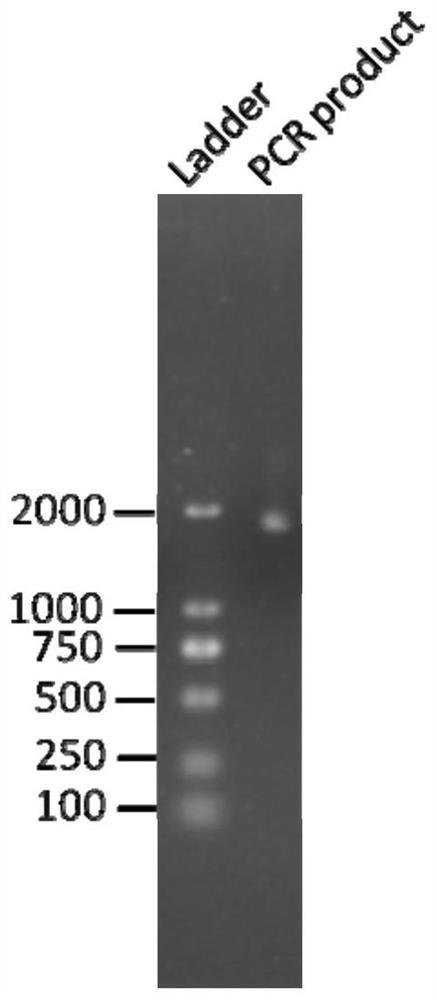 A kind of allophanate hydrolase and preparation method thereof