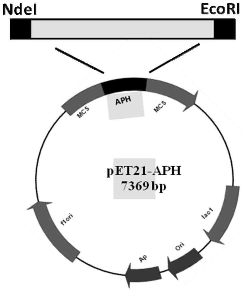 A kind of allophanate hydrolase and preparation method thereof