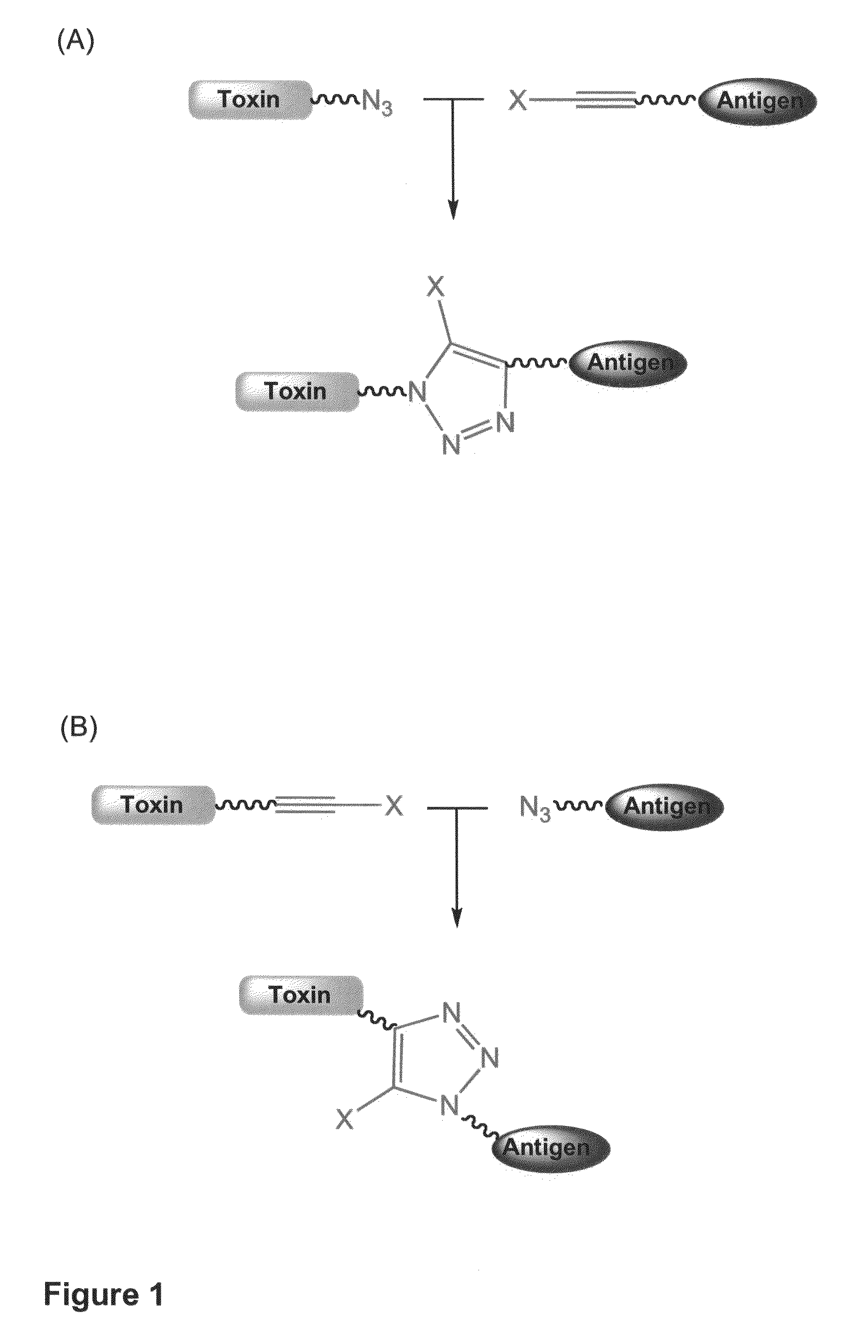 Methods and compositions for the preparation and use of toxin conjugates