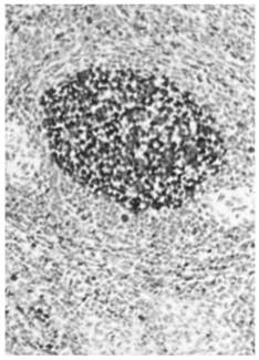 Immunohistochemical quality control product constructed based on animal organs or tissues