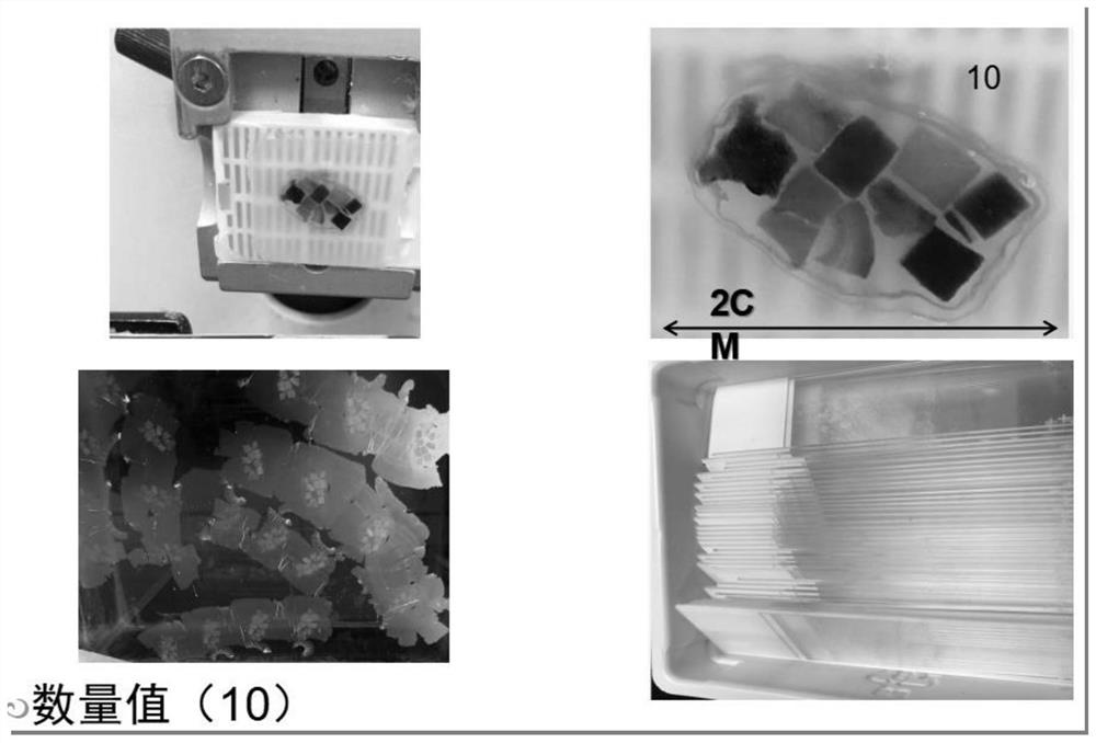 Immunohistochemical quality control product constructed based on animal organs or tissues