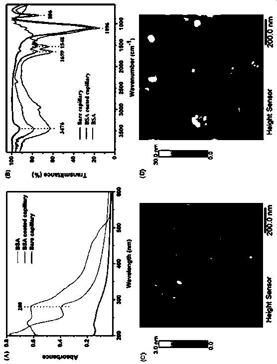 Novel signal amplification-capillary tube chemiluminescence immunosensor