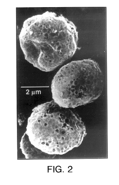 Stabilized bioactive preparations and methods of use