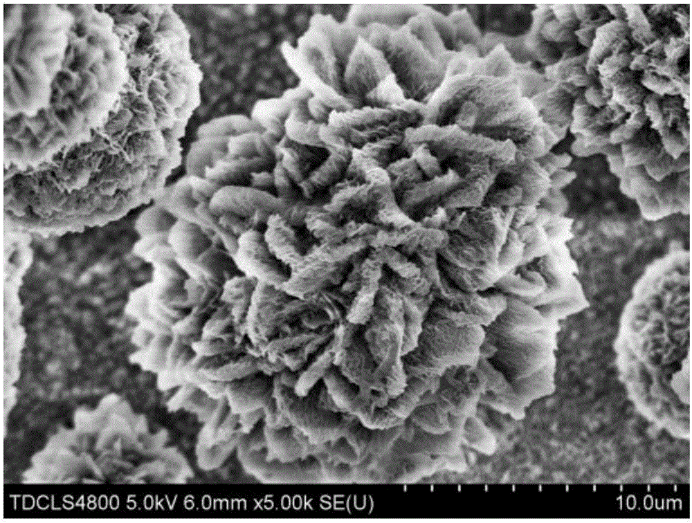 Method for preparing strontium-doped calcium phosphate coating on surface of magnesium alloy through one-step hydrothermal method