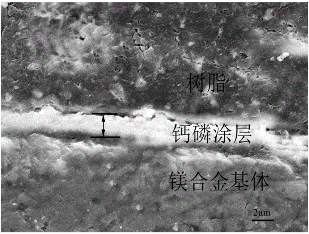 Method for preparing strontium-doped calcium phosphate coating on surface of magnesium alloy through one-step hydrothermal method