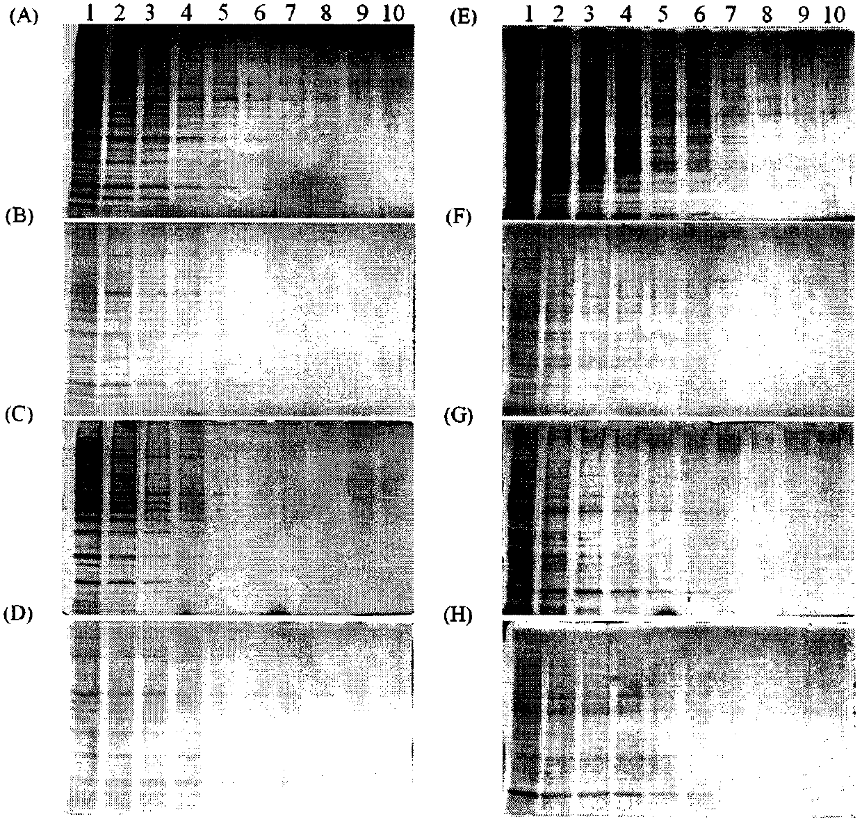 Application of 2′,7′-dichlorofluorescein and its derivatives in protein detection