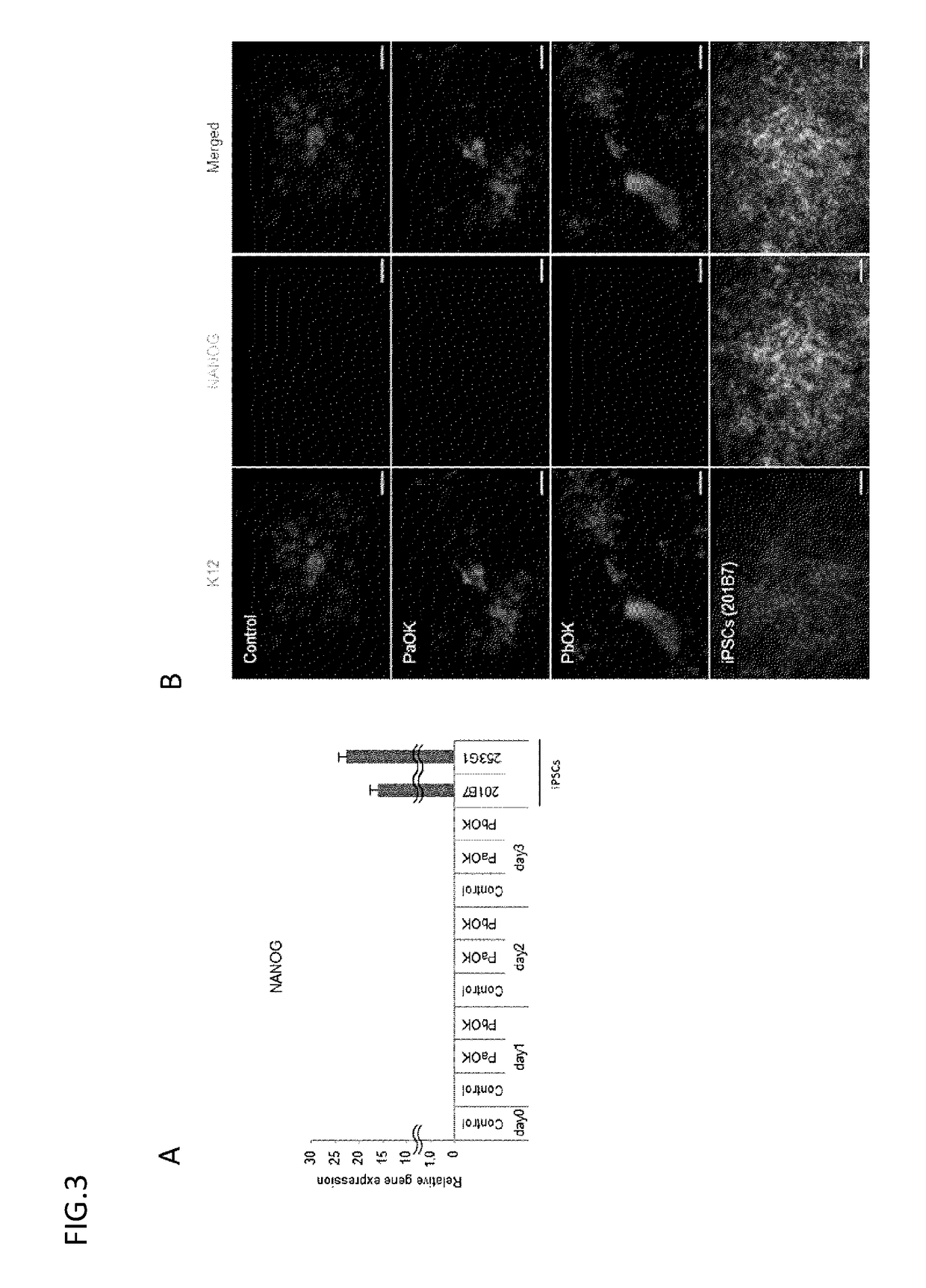 Corneal epithelioid cells derived from surface ectodermal cells