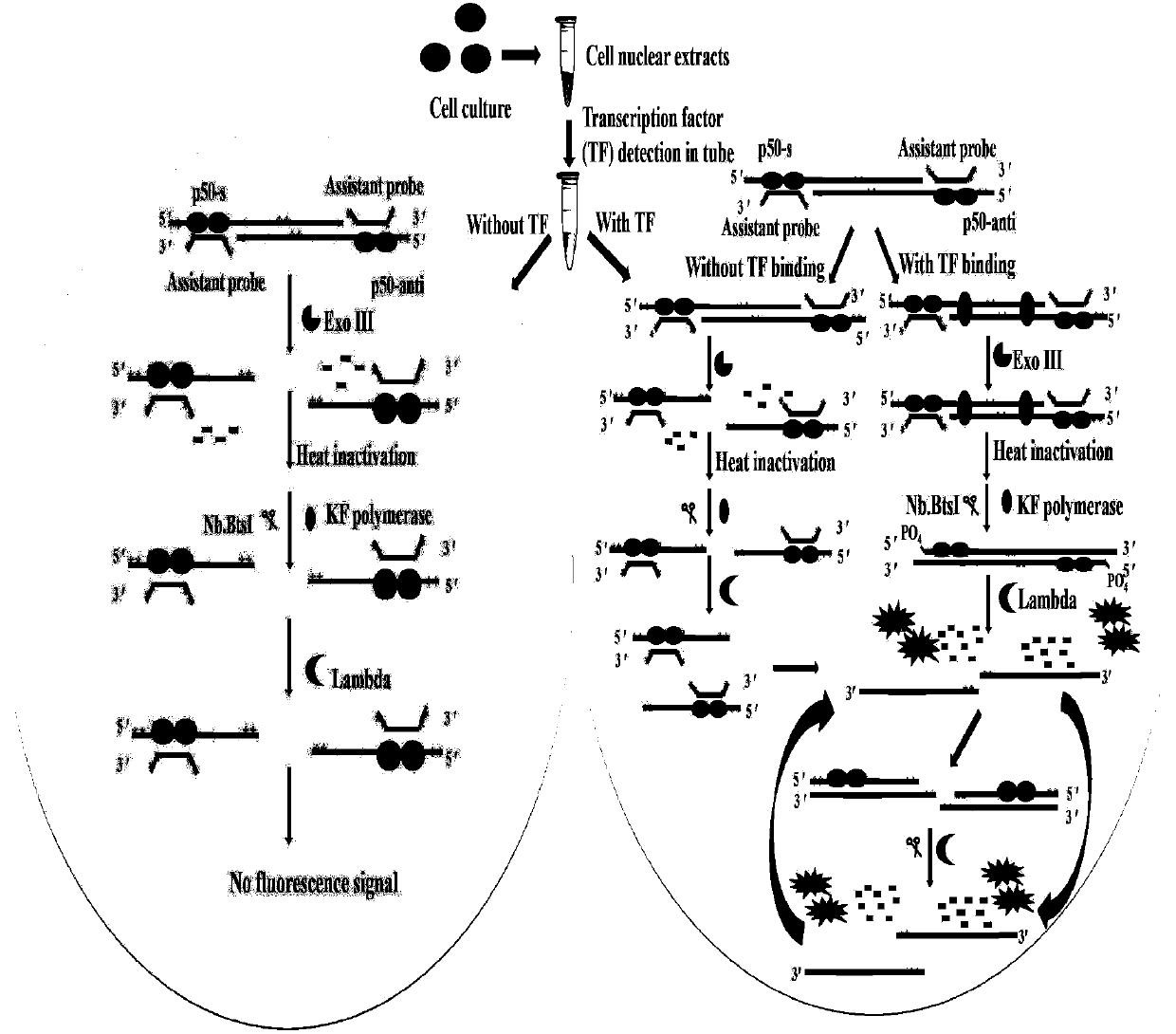 Fluorescent chemosensor for detecting transcription factor NF-kappaBp50 and detection method thereof