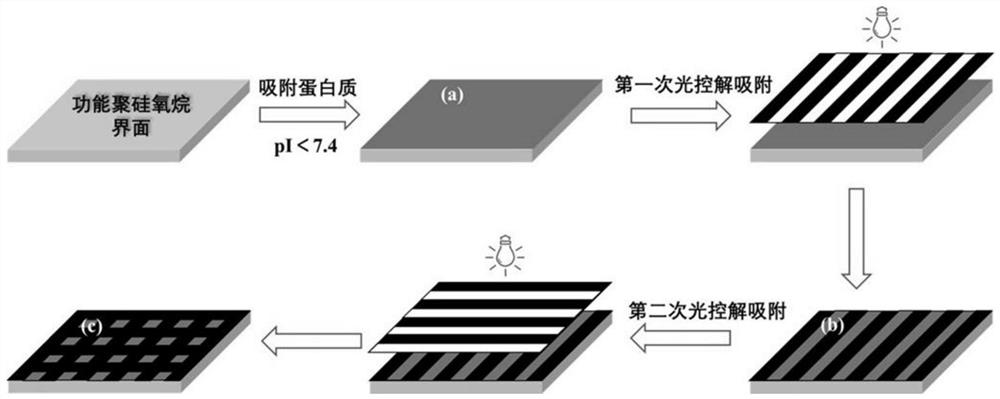 Functional organic silicon resin for protein adsorption and light-operated desorption and preparation method of functional organic silicon resin